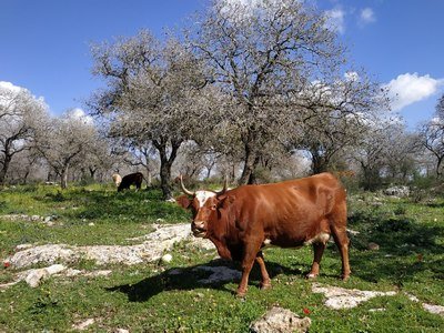 שמורת אלוני אבא פרה ביער